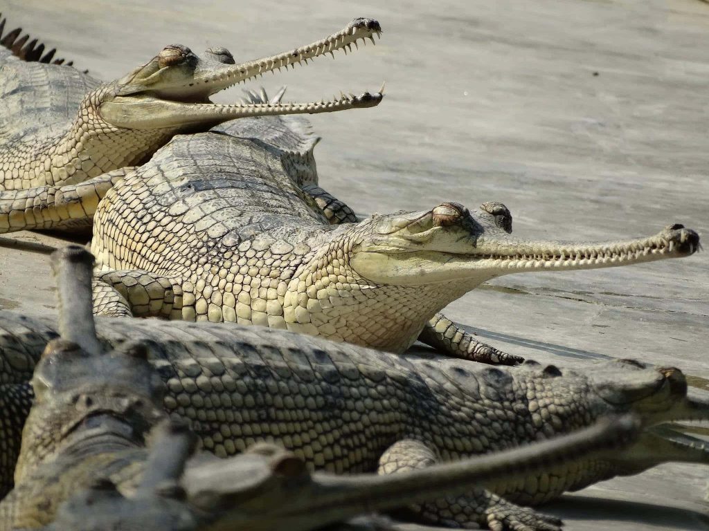 Gharials sunbathing on riverbank showing long snouts and armored scales in natural habitat Wallpaper