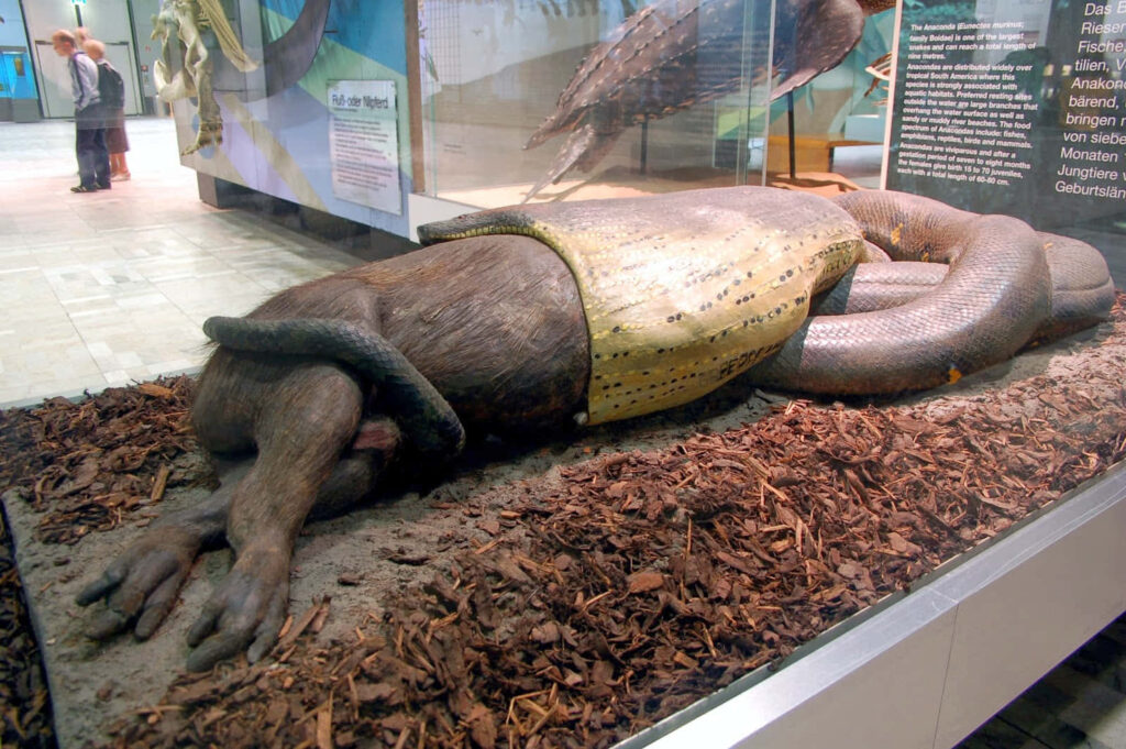 Giant anaconda museum exhibit eating large mammal lifelike predatory behavior detailed display wallpaper