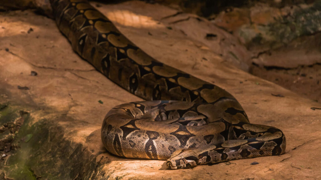 Giant anaconda resting on sunlit rocks with patterned scales blending in earthy background Wallpaper