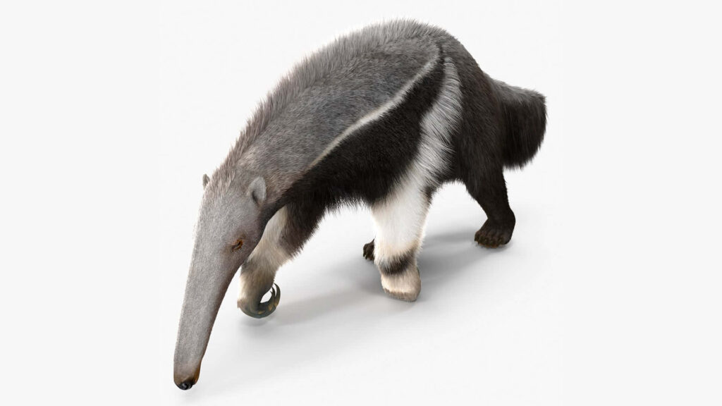 Giant anteater wallpaper with long snout bushy tail and distinctive markings on white background