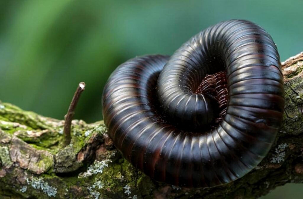 Giant centipede curled on mossy tree branch with shiny dark brown body in natural habitat Wallpaper