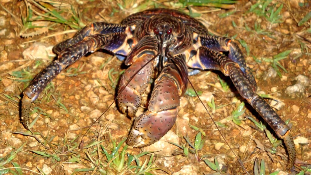 Giant coconut crab with rugged brown blue shell and pincers in natural earth and grass habitat Wallpaper