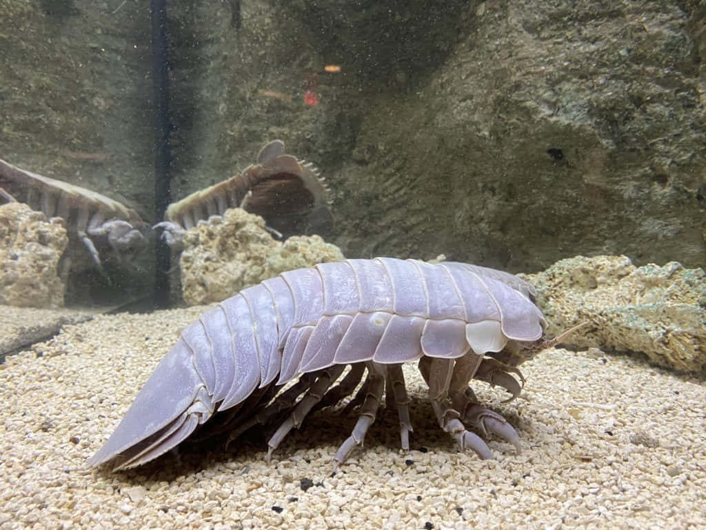 Giant isopod crawling on sandy substrate in detailed aquarium with natural rock background Wallpaper