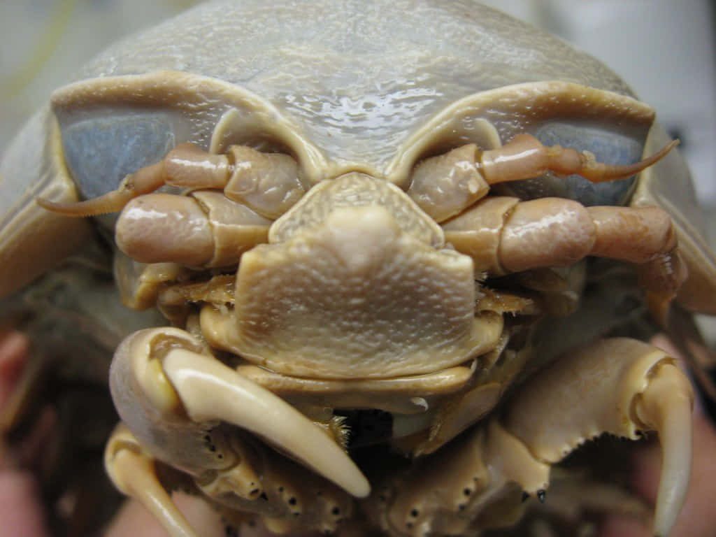 Extreme macro photo of Giant Isopod showing tan exoskeleton sharp mouthparts and blue eyes Wallpaper