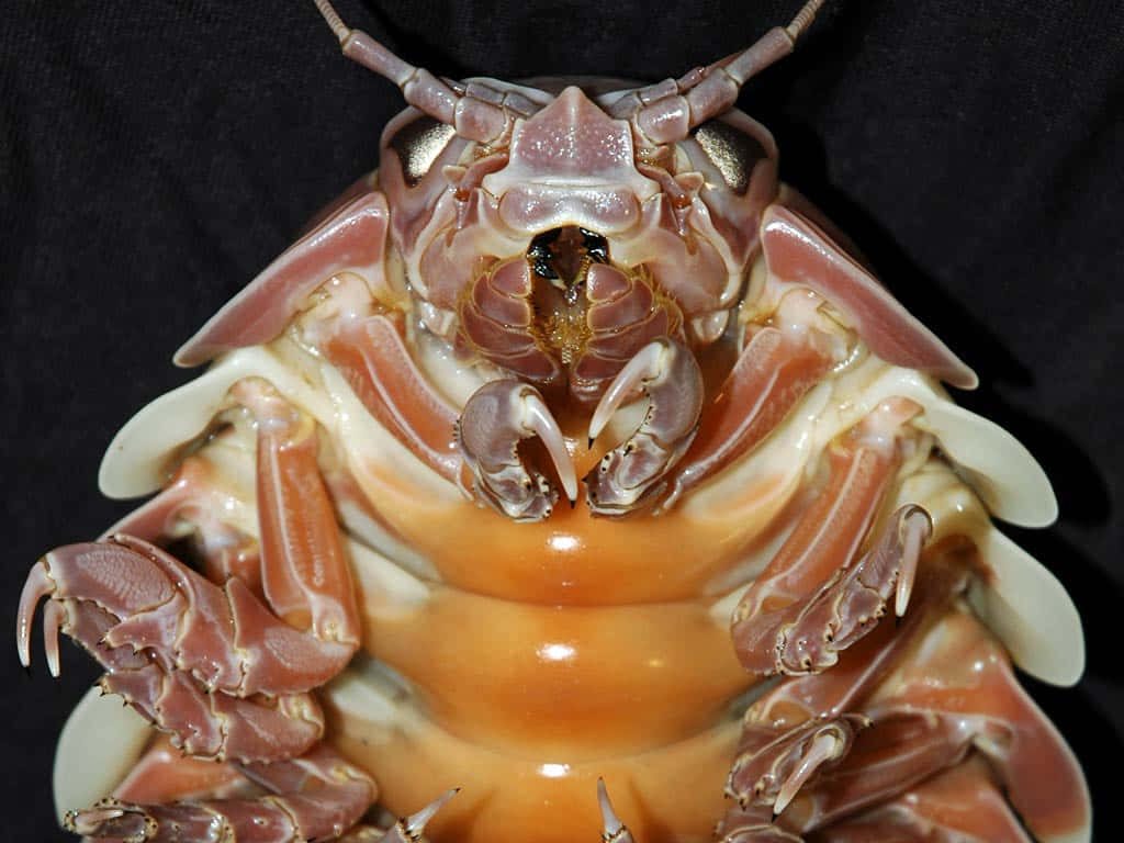 Close-up of Giant Isopod showing pink tan exoskeleton intricate mouthparts sharp limbs deep-sea crustacean Wallpaper