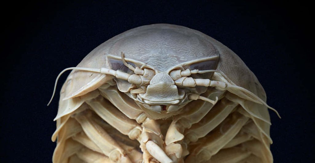 Giant isopod close-up macro showing pale exoskeleton details on black background wallpaper