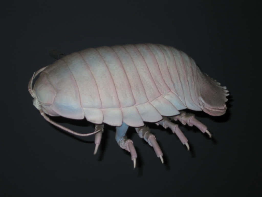 Giant Isopod side profile with segmented shell on dark background deep sea wallpaper