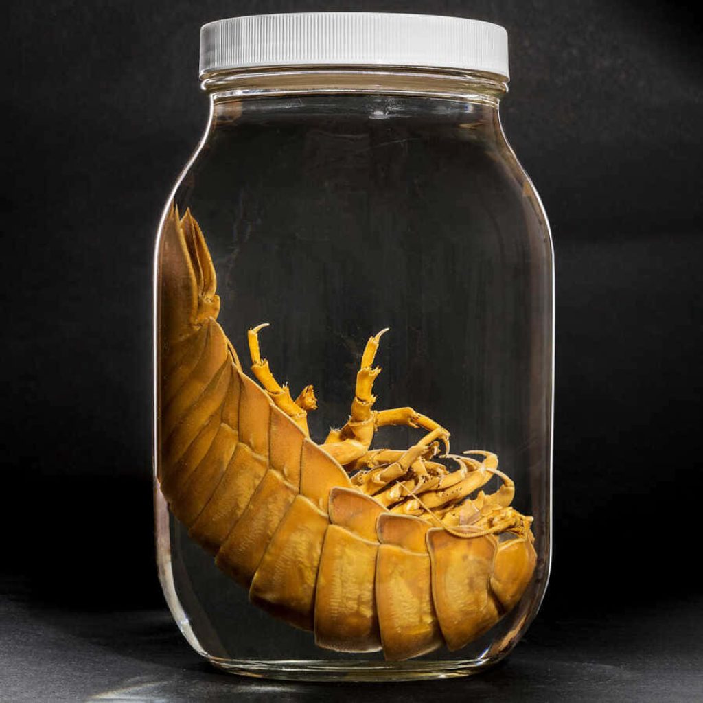 Preserved giant isopod curled in glass jar with detailed tan texture on dark minimalist background Wallpaper