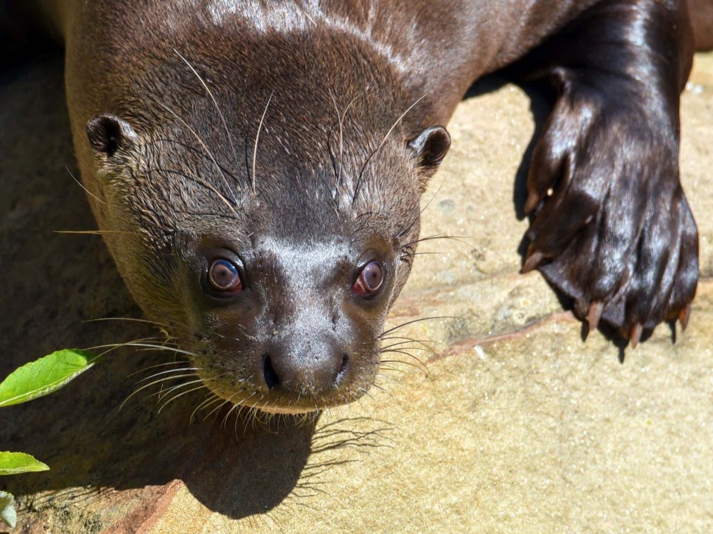Close-up of giant otter with sleek wet fur and intense gaze resting on rocky surface wallpaper