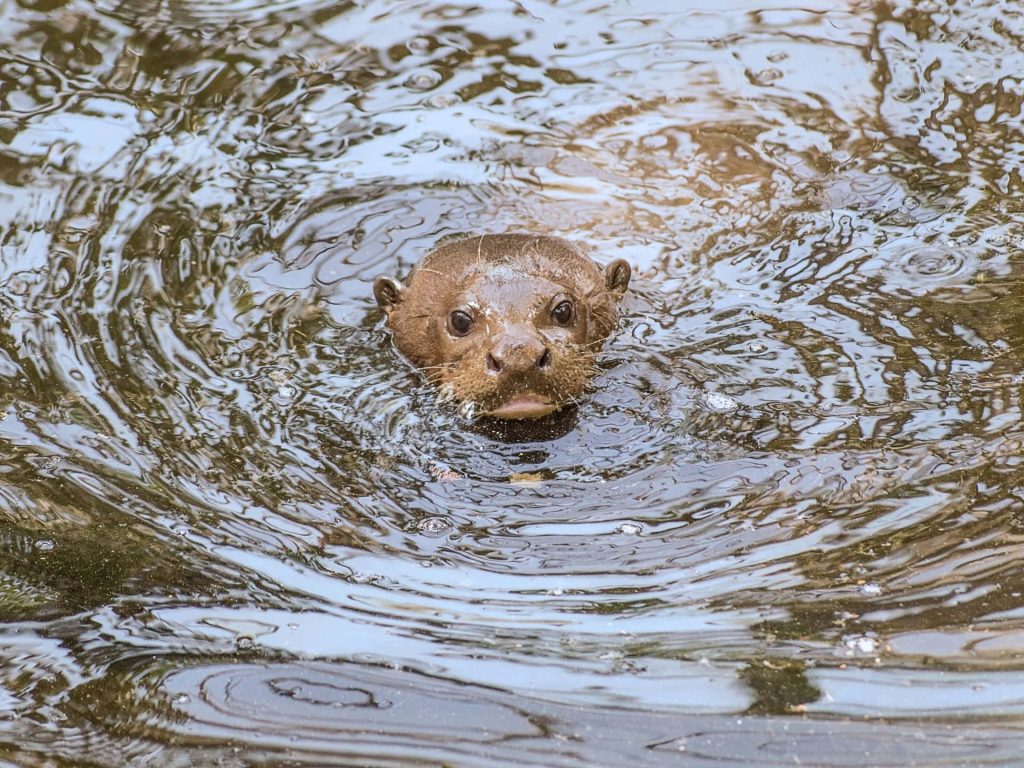 Giant otter swimming in murky water with concentric ripples close-up wildlife wallpaper background
