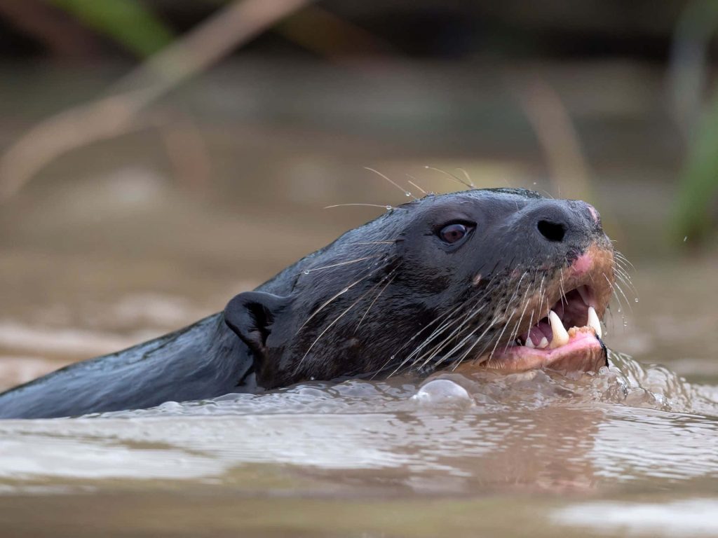 Close-up of giant otter swimming with sleek fur sharp teeth in murky wildlife wallpaper background