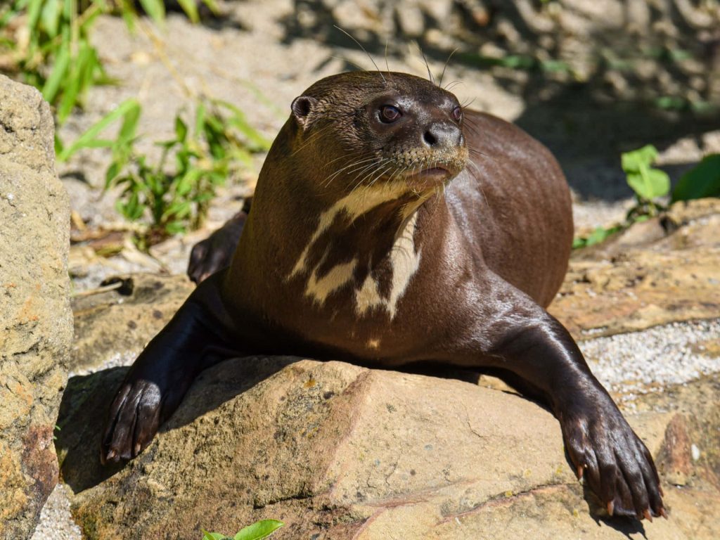 Giant Otter resting on sunlit river rocks with sleek fur and creamy throat markings wallpaper