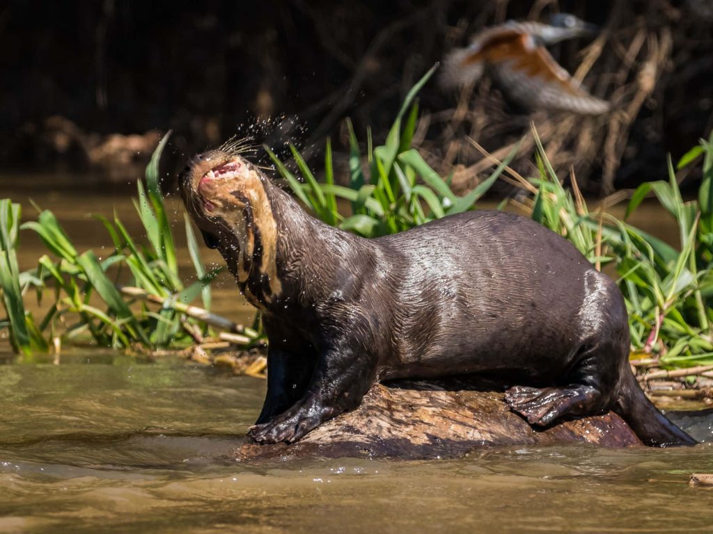 Giant Otter shaking off water on river log with green reeds and blurred bird wildlife wallpaper