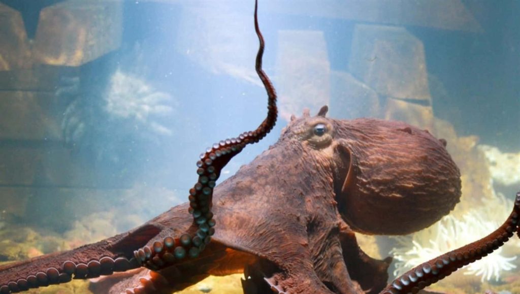 Giant Pacific Octopus with textured skin and raised tentacle in clear underwater aquarium scene Wallpaper