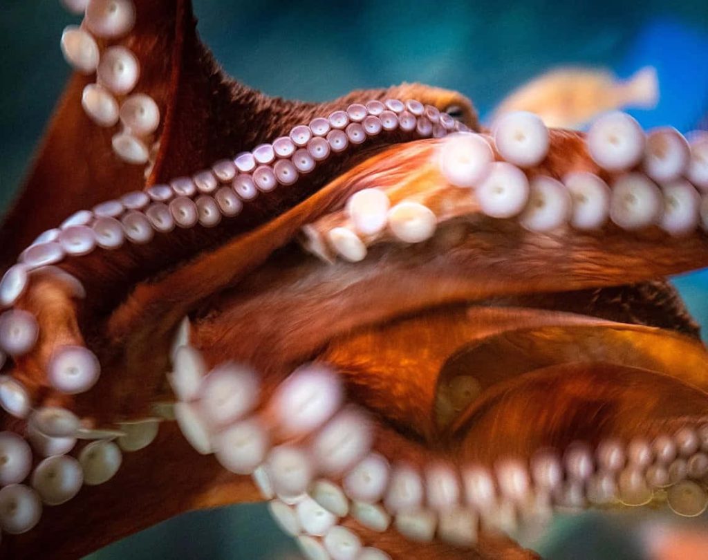 Macro close-up of vibrant Giant Pacific Octopus tentacles with white suckers on blue background Wallpaper