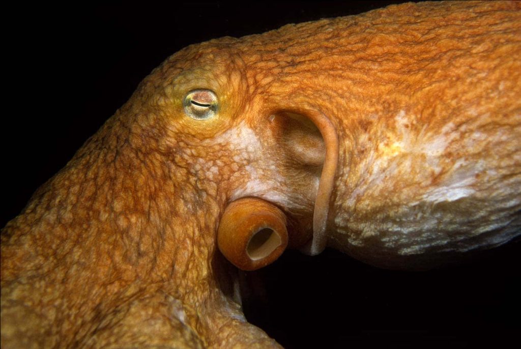 Close-up of Giant Pacific Octopus with textured orange skin and detailed eye on black background Wallpaper