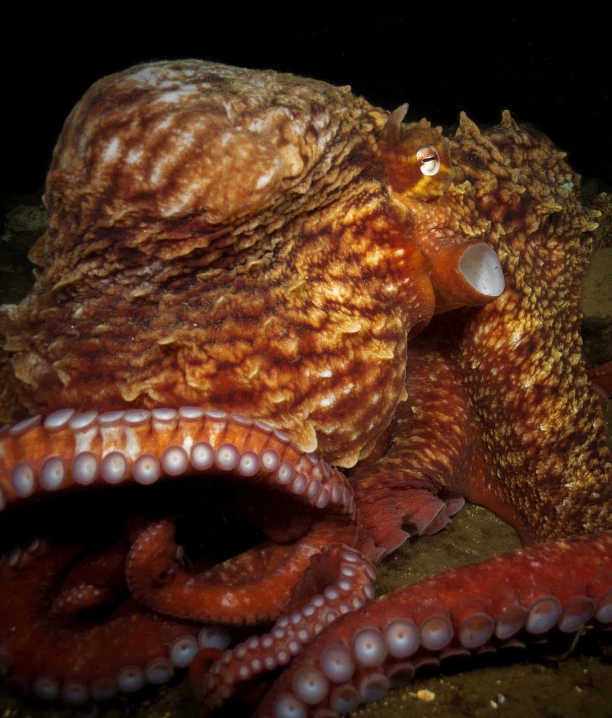 Giant Pacific Octopus detailed underwater wallpaper showing textured skin and suction cups