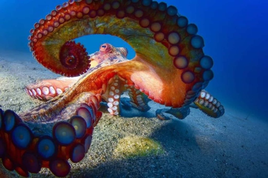 Giant Pacific Octopus resting on sandy seafloor with detailed tentacles and suckers underwater Wallpaper