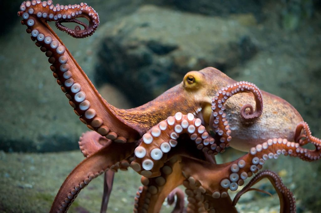 Giant Pacific Octopus with detailed reddish-brown skin and suckers underwater wallpaper background