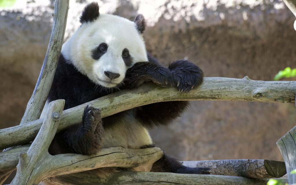 Giant Panda: Endearing Teddy Bear of the Animal Kingdom – A Captivating HD Wallpaper
