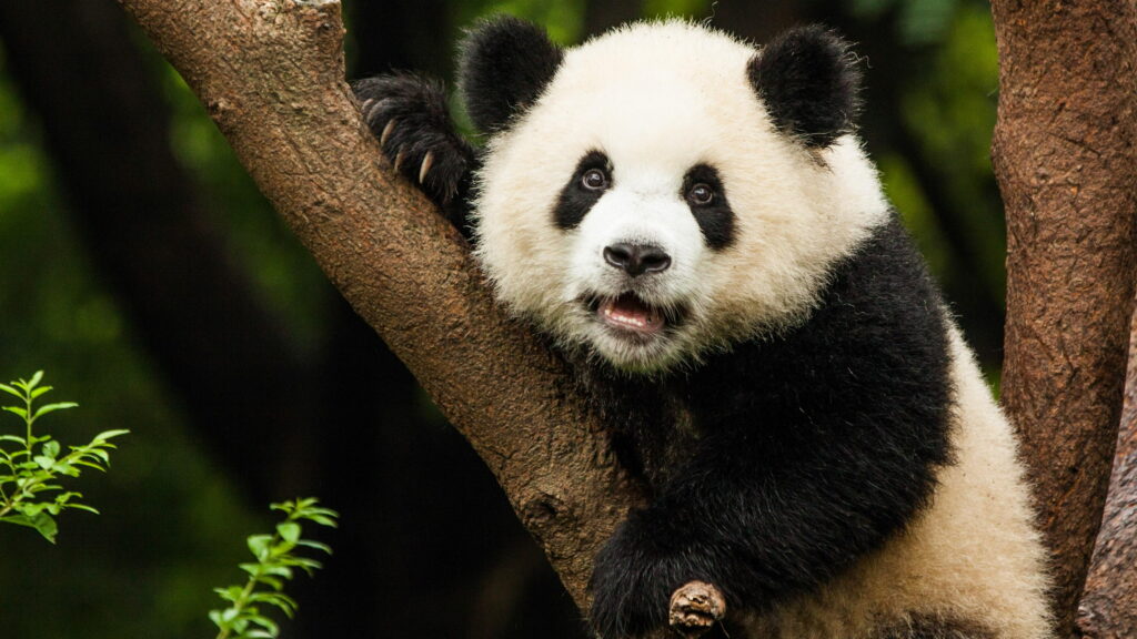 Terrestrial Majesty: A Stunning 4K Wallpaper Background Photo of a Giant Panda - The Majestic Wild Animal