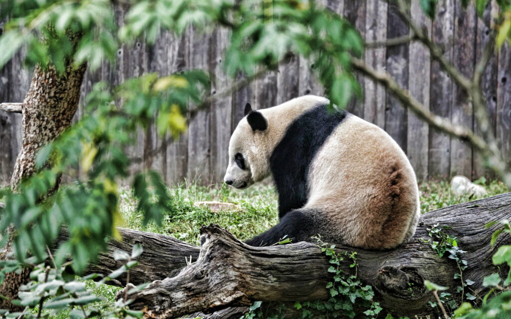 Enchanting Giant Pandas Amidst Lush Forest Canopy: Captivating 4K Wallpaper