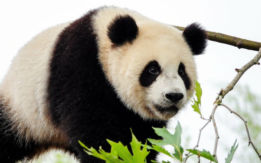 Cuddly Bears in the Wild: Majestic Giant Pandas Perched on Trees - A QHD Wildlife Wallpaper to Brighten Your Day