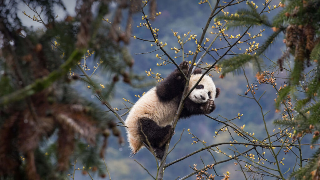 Captivating Panda Climbing Tree in Misty Forest Wallpaper