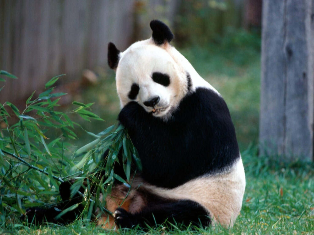 Enchanting Panda Wallpaper in Lush Bamboo Background