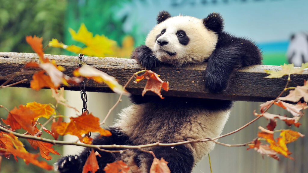 Serene Giant Panda Wallpaper Amidst Vibrant Autumn Leaves