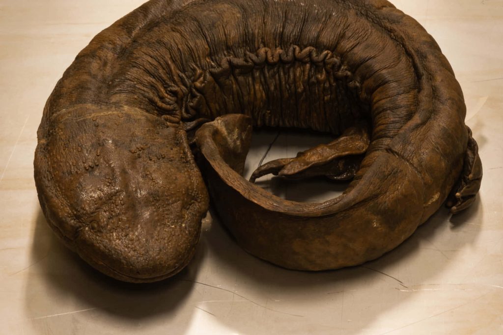 Giant salamander resting with detailed wrinkled brown skin on neutral background wallpaper