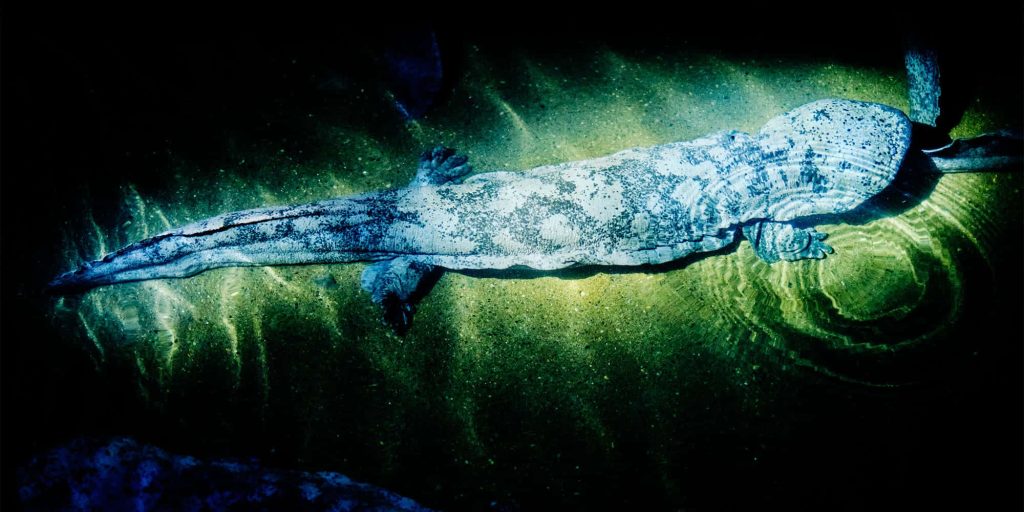 Top-down view of giant salamander underwater with dappled light on rocky stream bed wallpaper