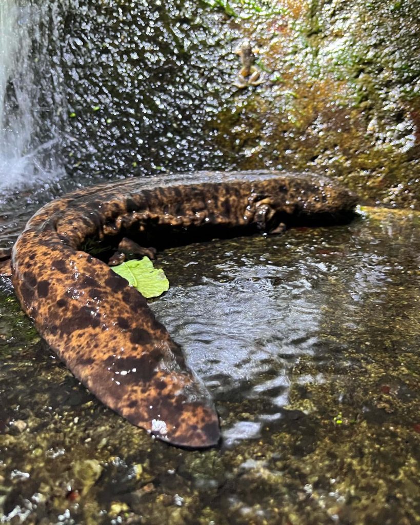 Giant Salamander on mossy rocks by waterfall showcasing detailed textured skin in stream habitat Wallpaper