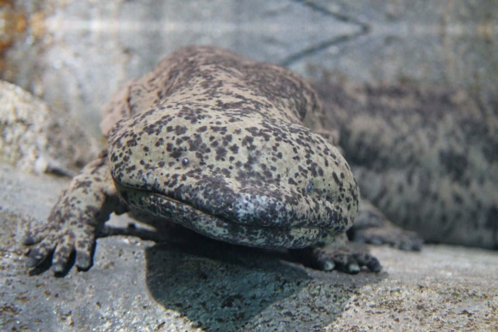 Giant Salamander resting on rocks textured skin calm amphibian nature wallpaper background