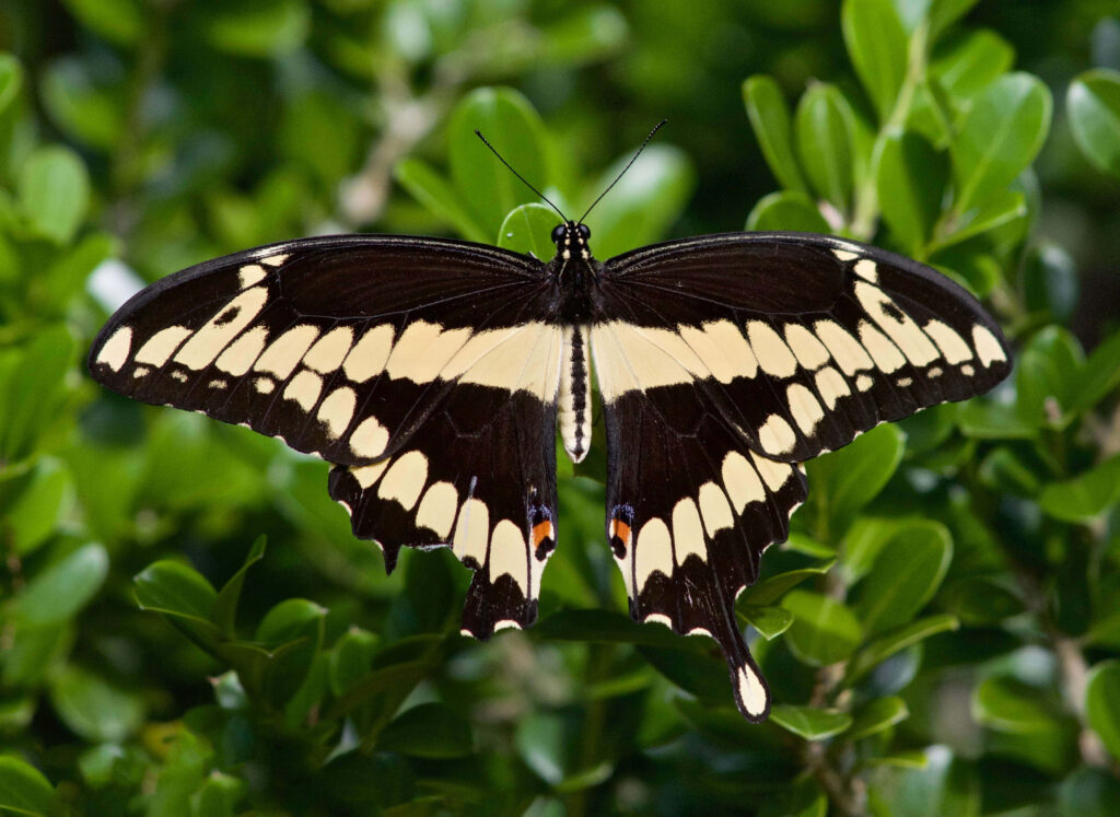Stunning Giant Swallowtail Butterfly on Lush Green Foliage Wallpaper