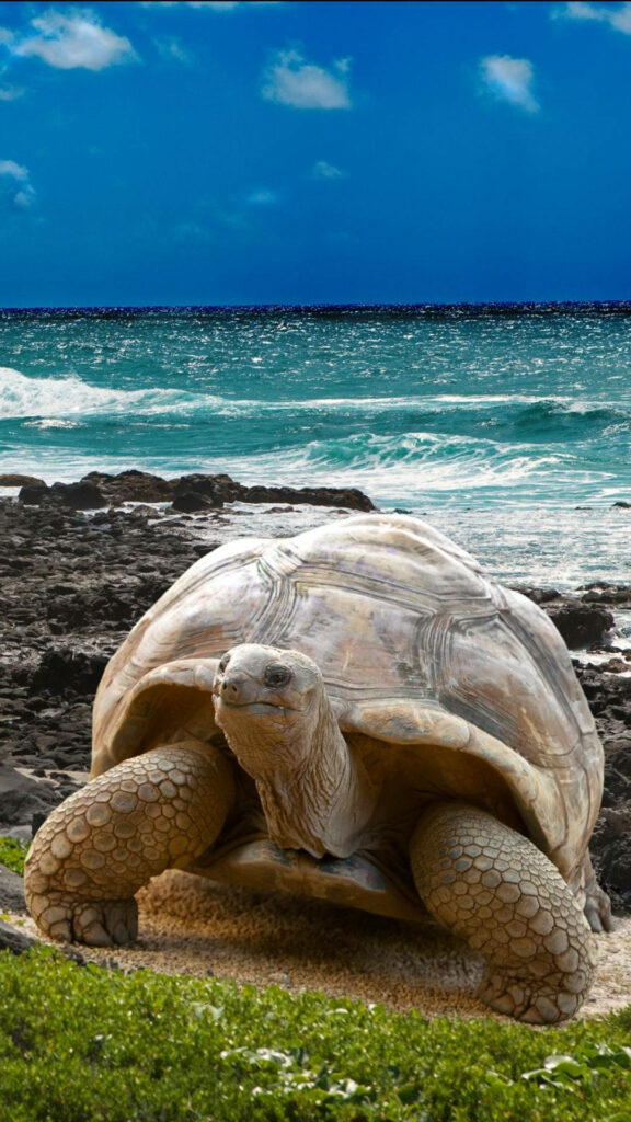 Giant Tortoise Wallpaper: Tranquil Coastal Beauty in Nature