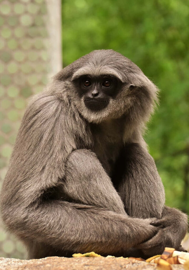 Gibbon Peacefully Sitting - Background Wallpaper