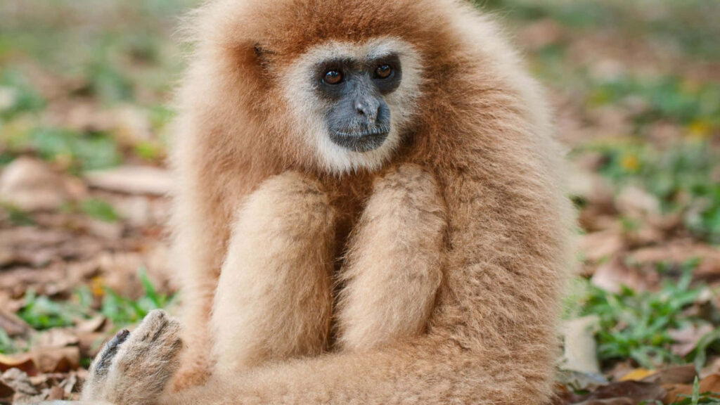 Acrobatic Gibbon Monkey Exhibiting Its Vocal Talent in a Tropical Eucalyptus Wonderland Wallpaper