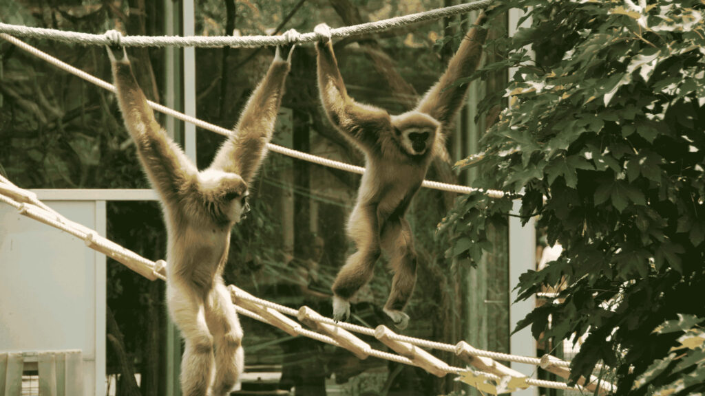 Majestic Gibbon Paradise: Playful Monkeys Swinging in a Jungle Playground Wallpaper