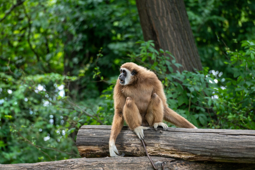 Majestic Gibbon Resting on a Wooden Log Amidst Verdant Forests, Gazing to the Side Wallpaper
