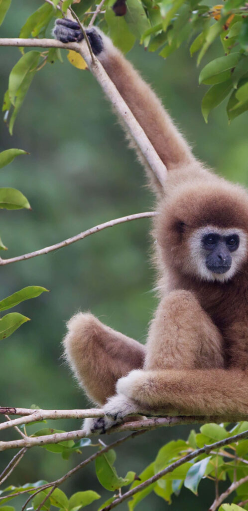 Gibbon on Tree Branch - iPhone Background Wallpaper