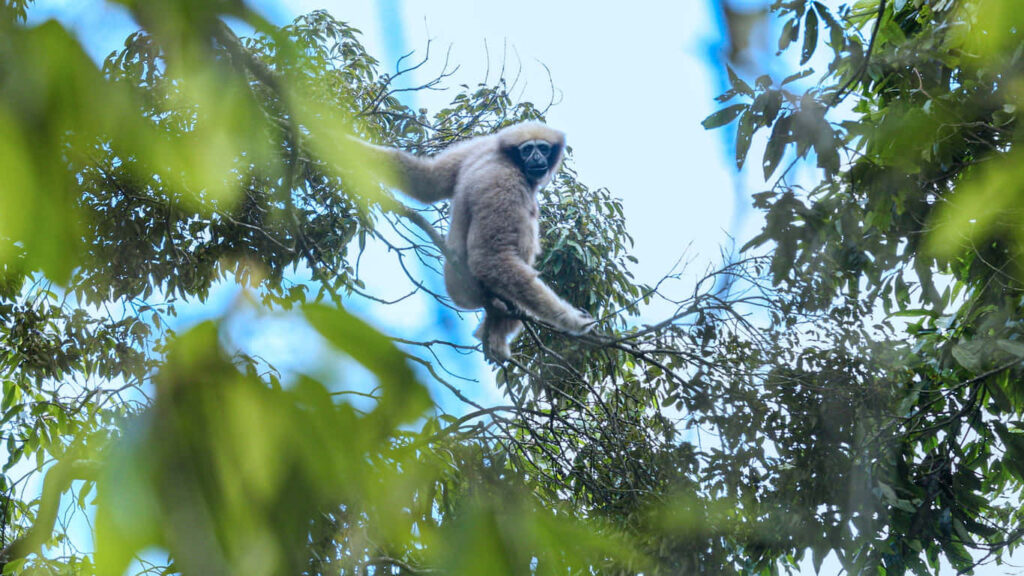 Gibbon in Action: A Captivating Close-up of Lush Canopy Swing Wallpaper