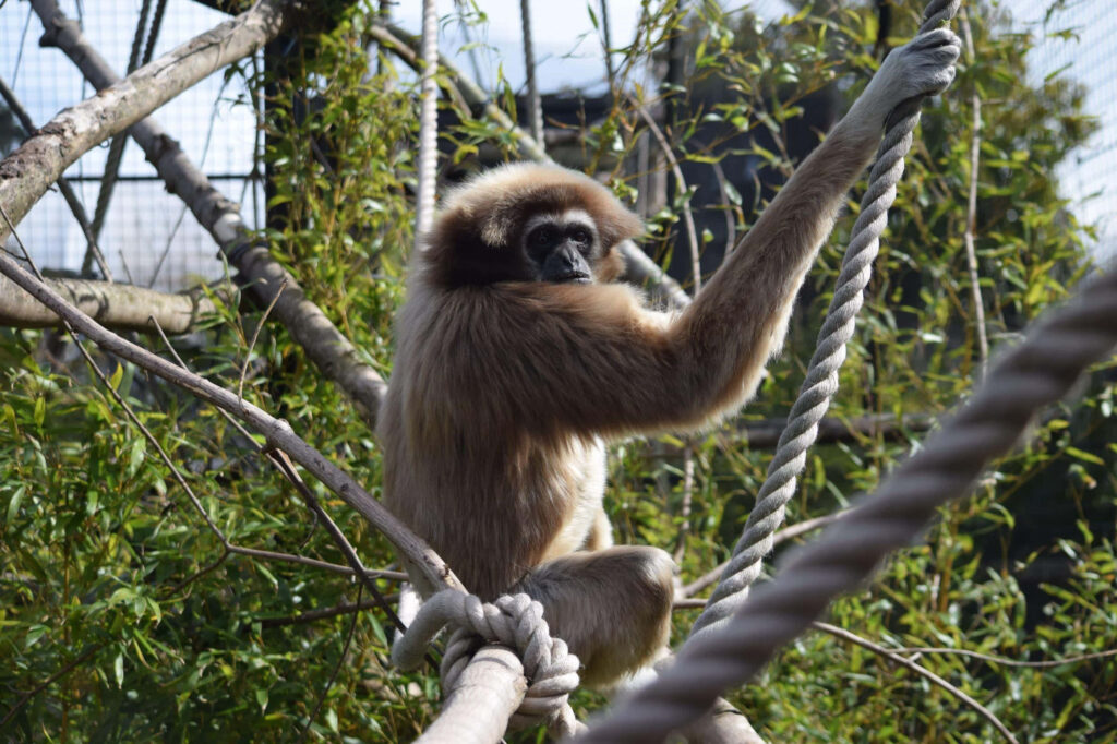 Majestic Brown Gibbon Perched on an Aerial Log Amidst Captivating Scenery Wallpaper