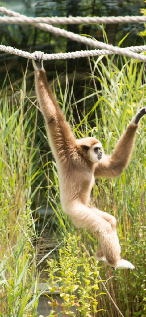 Majestic Gibbon Swinging Amidst Nature's Beauty: The Perfect Background Picture Wallpaper