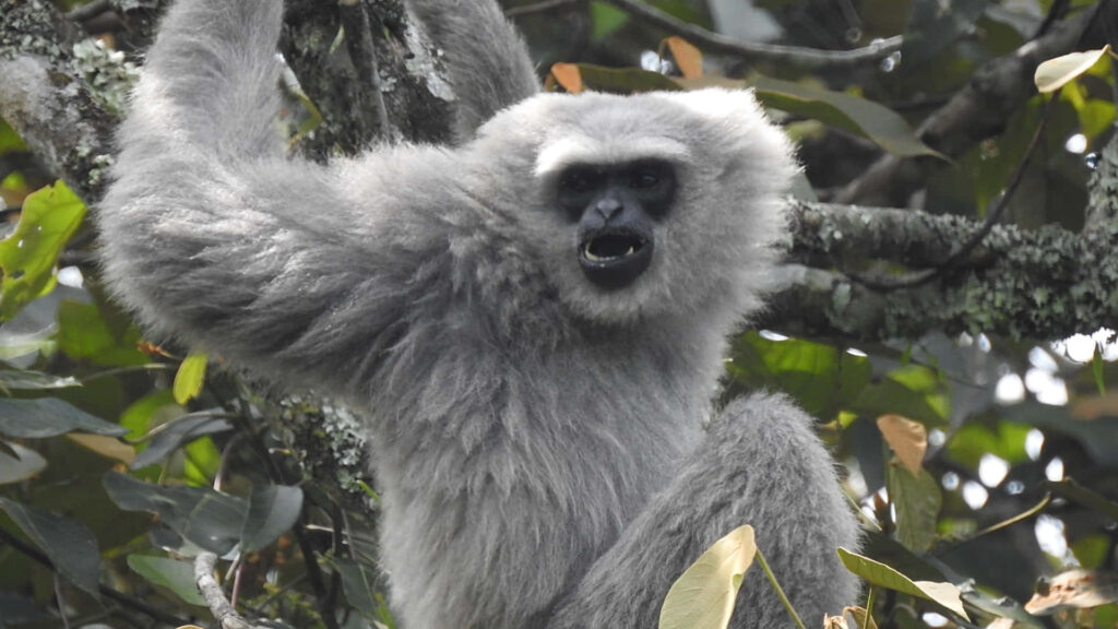 Gibbon at Sunset: Exuding Grace and Serenity with Majestic Ocean Backdrop Wallpaper