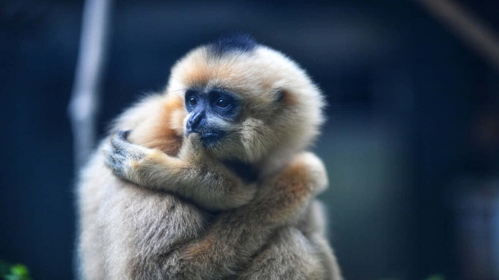 Gibbon Gazing at Horizon from Majestic Treetop Residence Wallpaper