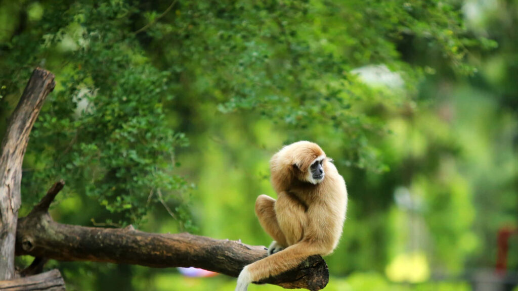 Gibbons at Play: Agile Primates Swinging Through Lush Forest Canopy [1920x1080] Wallpaper