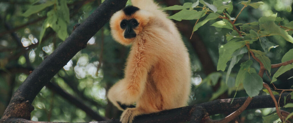 Glimpse into the Enigmatic World of the Black-faced Brown Gibbon: A Captivating Tree Branch Encounter in Serene Surroundings Wallpaper