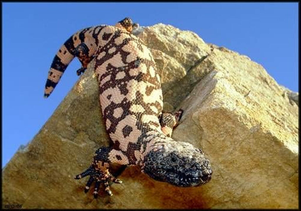 Gila Monster Wallpaper: Stunning Beaded Lizard Against Blue Sky