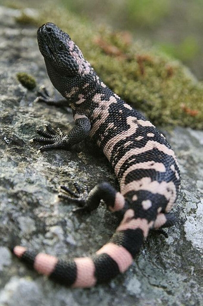 Gila Monster on Gray Rock: Unique Patterned Lizard Wallpaper Background